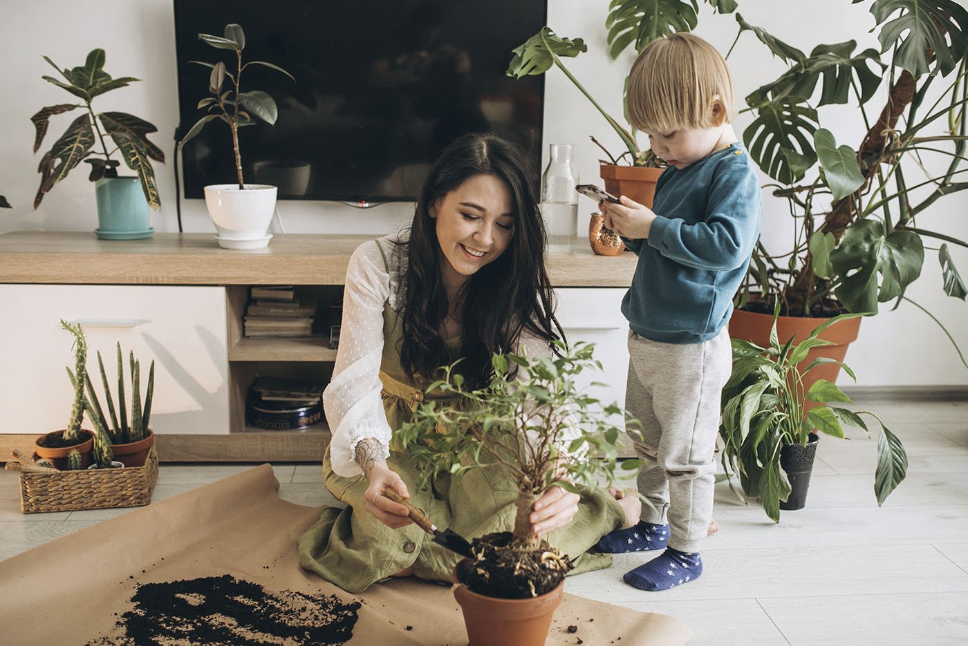 Plantas de interior