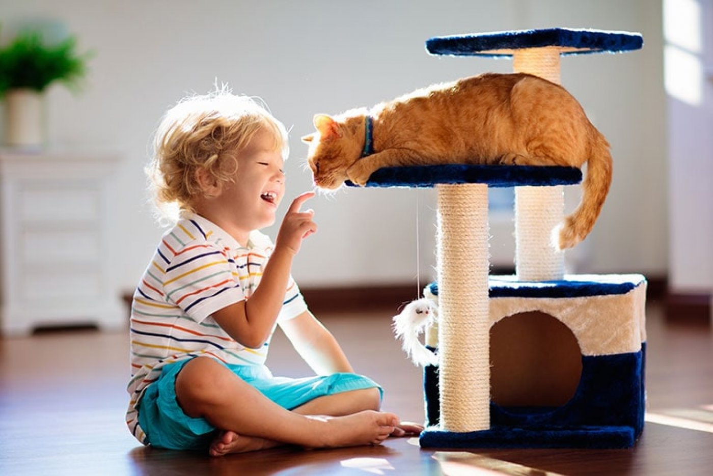 gato