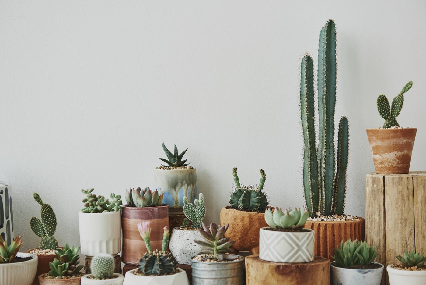 Jardinería sostenible