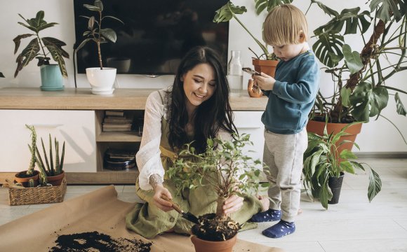 Plantas de interior